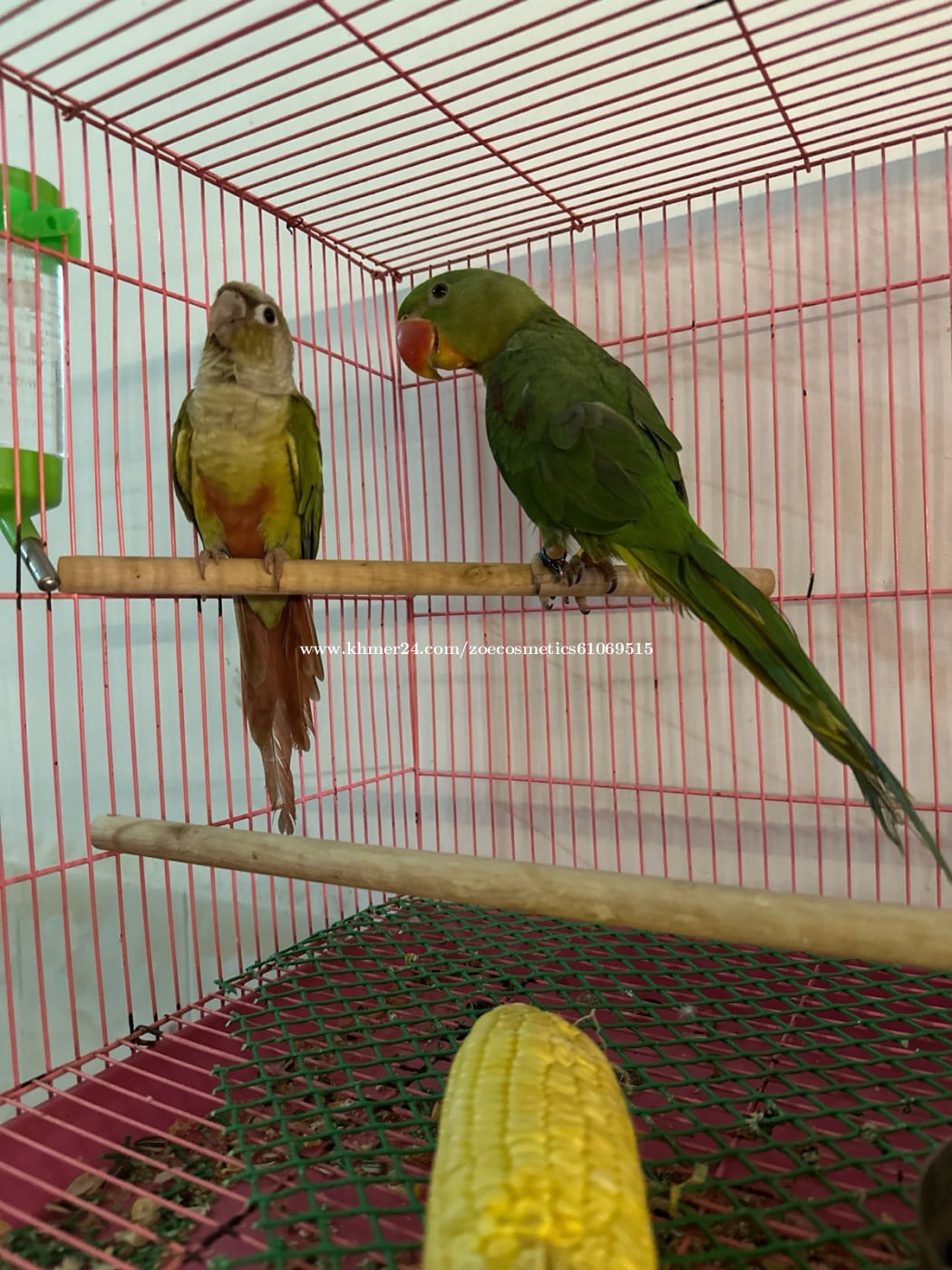 Green chek និងសោមខ្មែរសាំងទាំង២