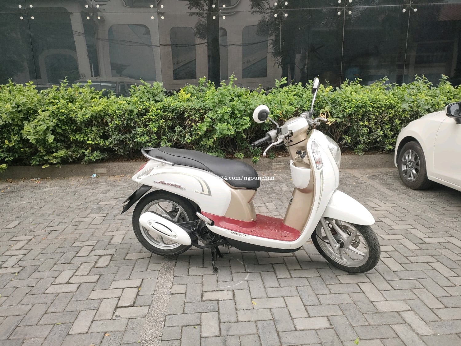 honda scoopy 016