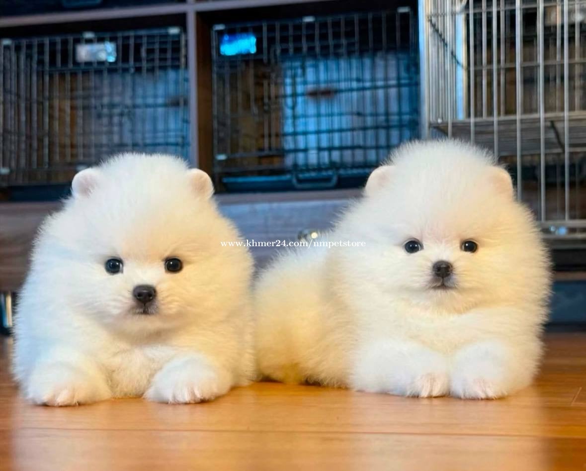 Pom tcup