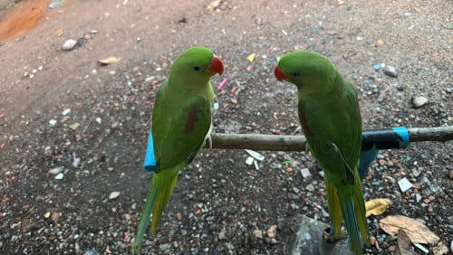 សេកសោមគូញីឈ្មោល