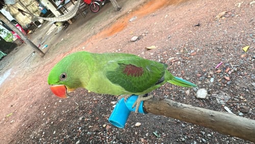 សេកសោមគូញីឈ្មោល