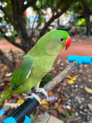 សេកសោមគូញីឈ្មោល