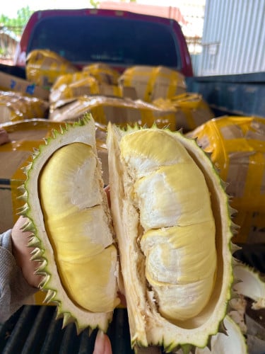 ទុរេនចំការបែកអន្លូង ខេត្តកំពង់ចាម