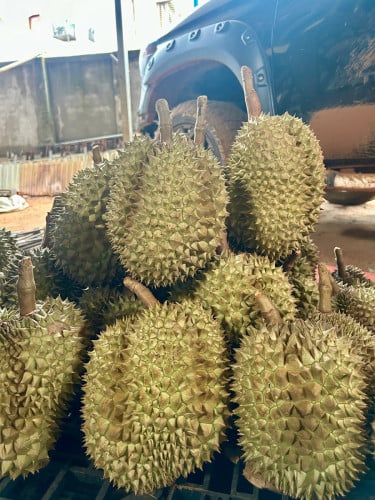 ទុរេនចំការបែកអន្លូង ខេត្តកំពង់ចាម