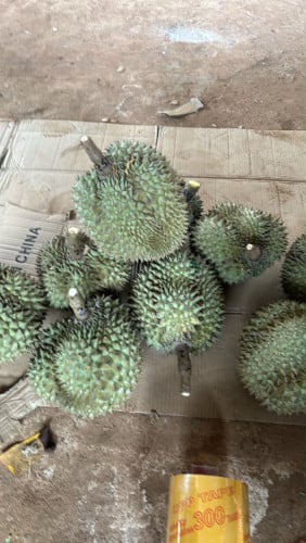 ទុរេនចំការបែកអន្លូង ខេត្តកំពង់ចាម