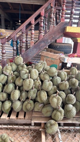 ទុរេនចំការបែកអន្លូង ខេត្តកំពង់ចាម