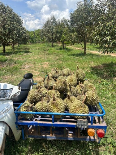 ទុរេនចំការបែកអន្លូង ខេត្តកំពង់ចាម