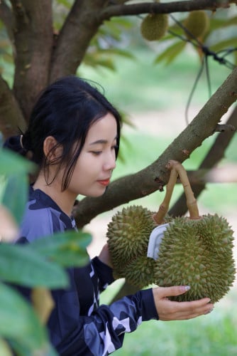ទុរេនចំការបែកអន្លូង ខេត្តកំពង់ចាម