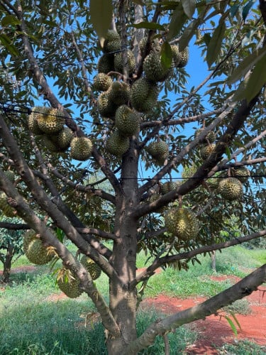 ទុរេនចំការបែកអន្លូង ខេត្តកំពង់ចាម