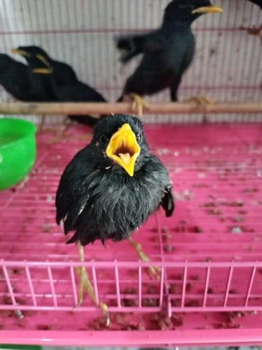 ស្អាតចេះនិយាយ
