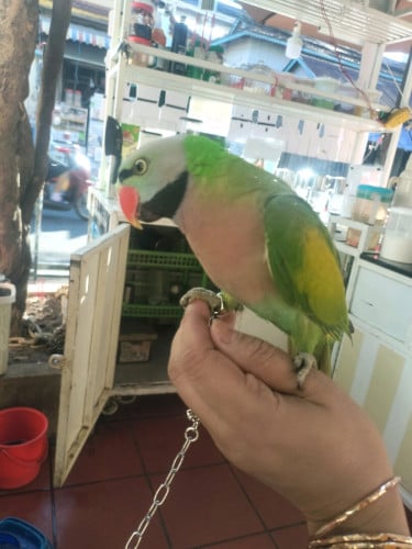 មានសេកជំពុះក្រហម