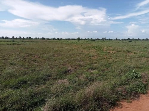 ដីស្រែជាប់ផ្លូវ 1ហិចតា3700$ (ប្លង់រឹង) មានចំនួន 5ហិចតា