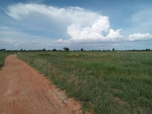 ដីស្រែជាប់ផ្លូវ 1ហិចតា3700$ (ប្លង់រឹង) មានចំនួន 5ហិចតា