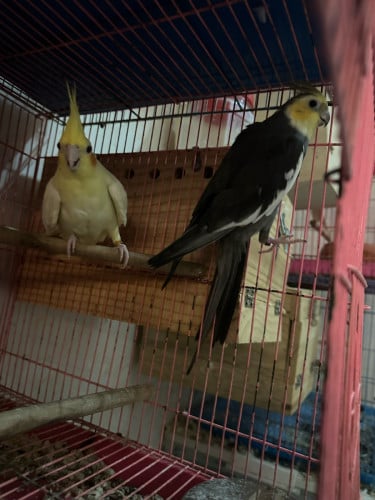 ខុកកាថែលគូរមេបាមាន4គូរ