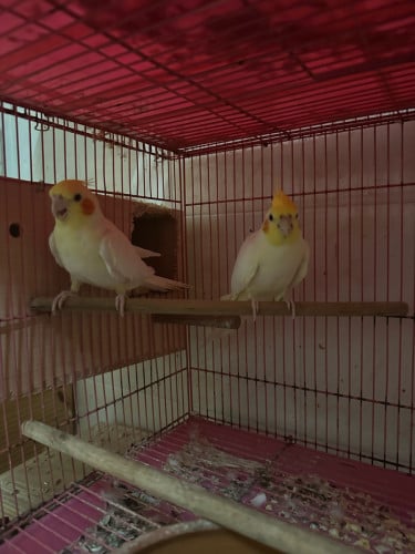 ខុកកាថែលគូរមេបាមាន4គូរ