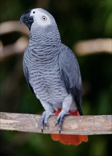 កូនសេក African grey 7រយក្រាស់