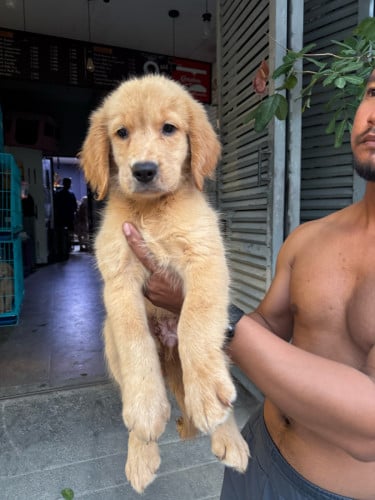 Golden retriever