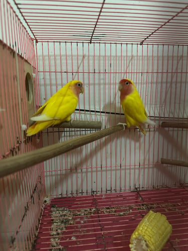 love bird គូរមេបា