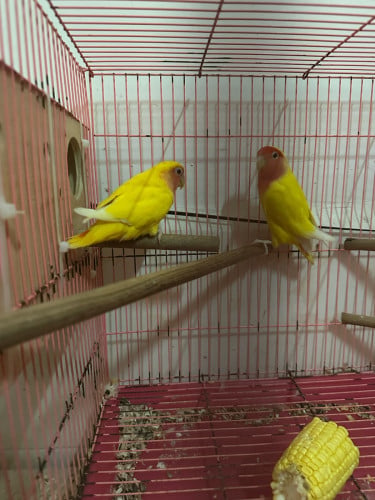 love bird គូរមេបា