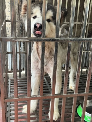 Male Giant Alaskan malamute china