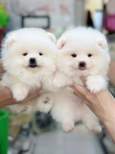 Pom