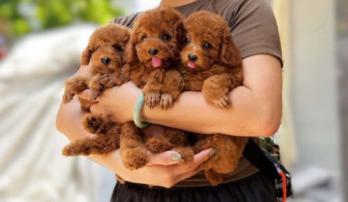 Poodle