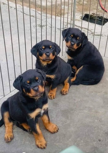 Rottweiler