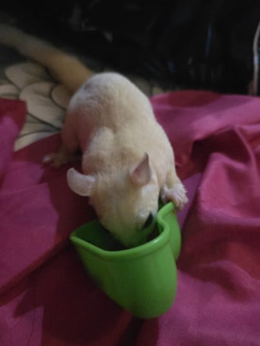 Sugarglider