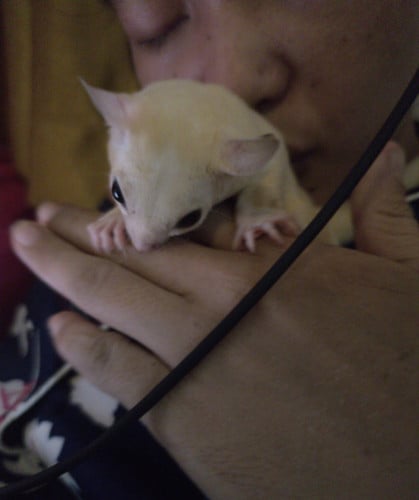 Sugarglider