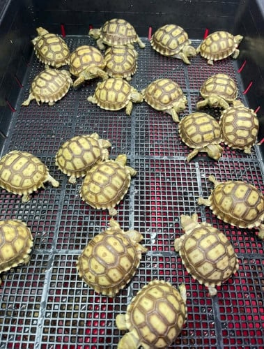 Sulcata 2inch