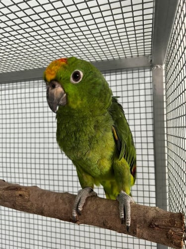 yellow crowned amazon parrot ឈ្មោល