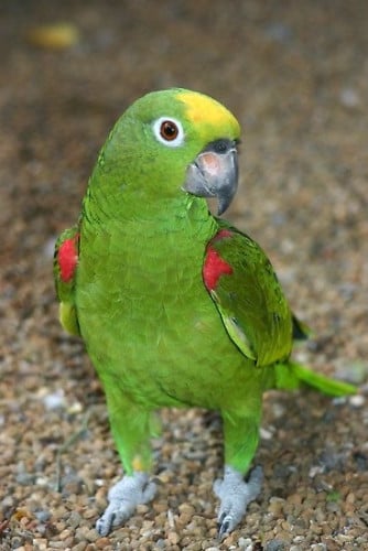 yellow crowned amazon parrot ឈ្មោល
