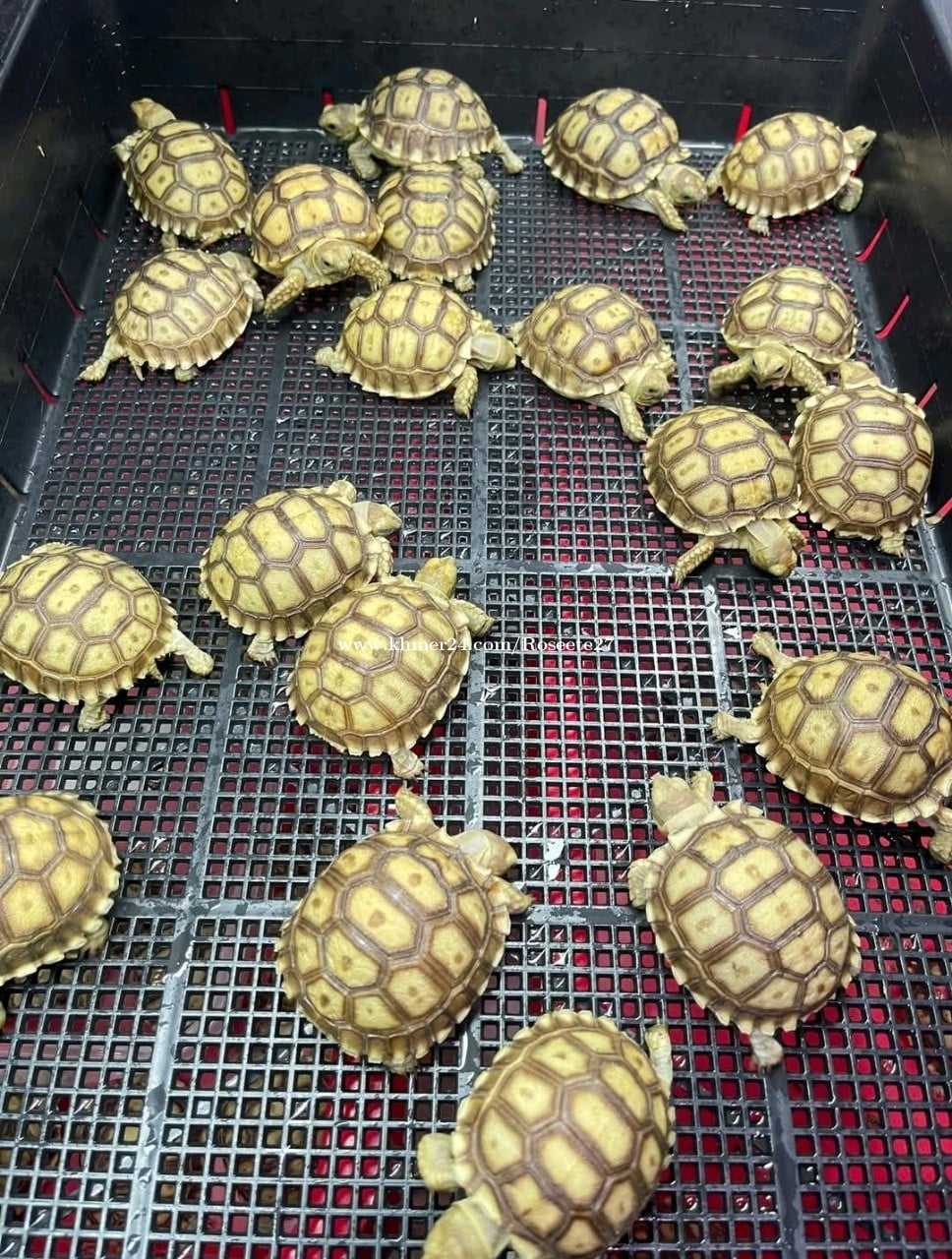 Sulcata 2inch
