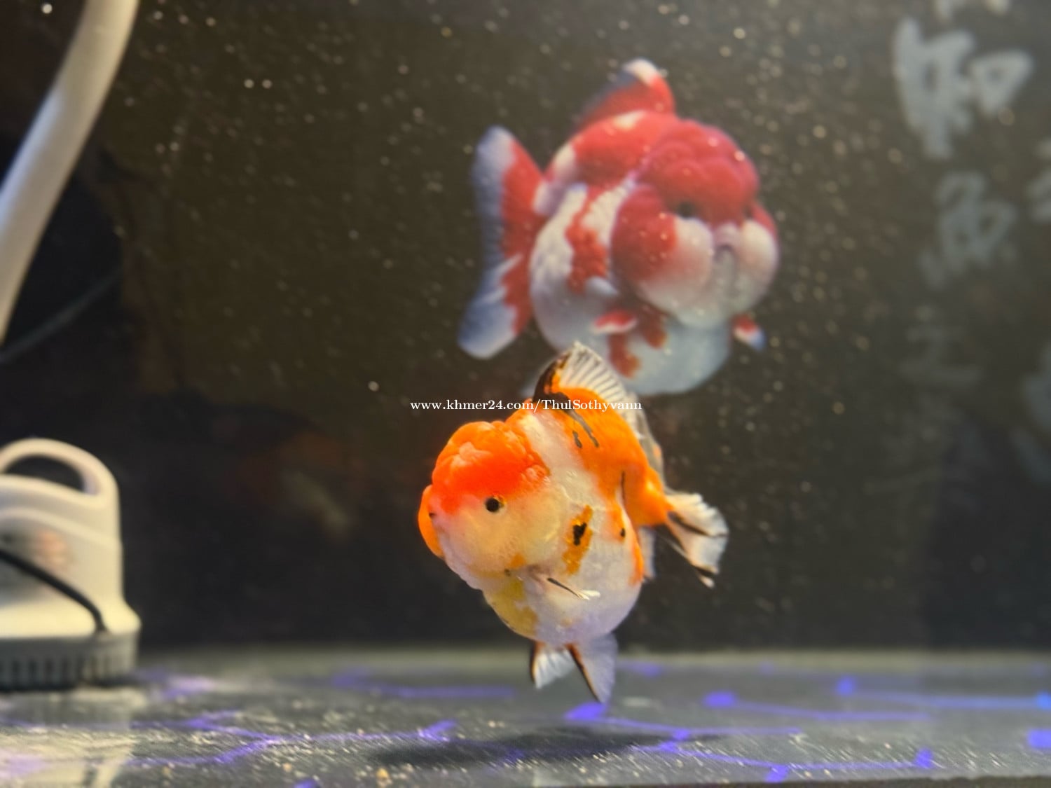 ចង់បញ្ចេញ Oranda