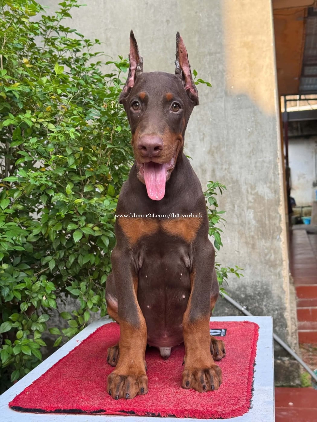 Doberman ( Need Pre Order 2 days )