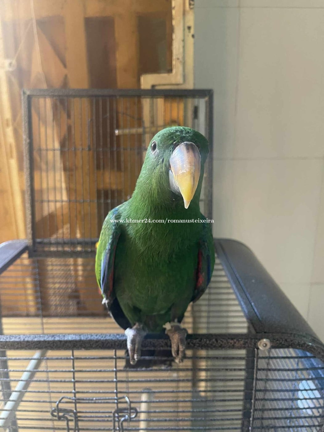 Parrot