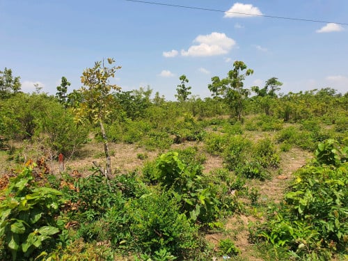 ដីលក់ប្រញ៉ាប់