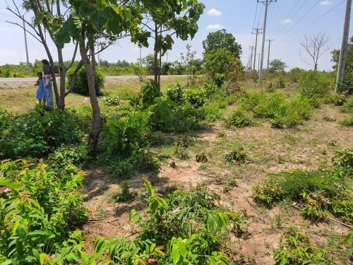 ដីលក់ប្រញ៉ាប់