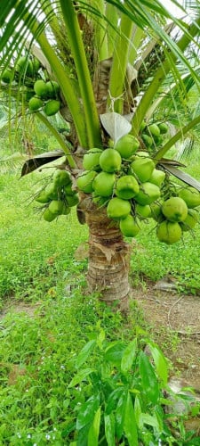 ដីចំការសំរាប់លក់