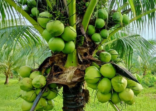 ដីចំការសំរាប់លក់