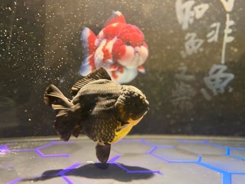 ចង់បញ្ចេញ Oranda