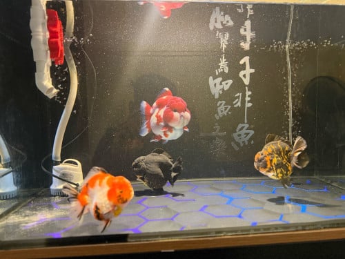 ចង់បញ្ចេញ Oranda