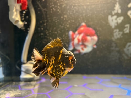 ចង់បញ្ចេញ Oranda