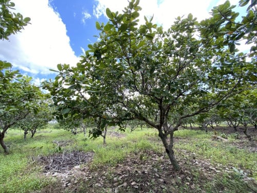 ๐ฆLand Available for Urgent Sale at a Special Price (Negotiable).