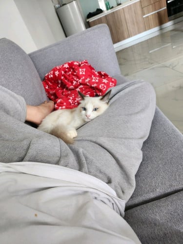 ๐ Blue-Eyed Ragdoll Looking for a Forever Home (No Pet Shops or Resellers)