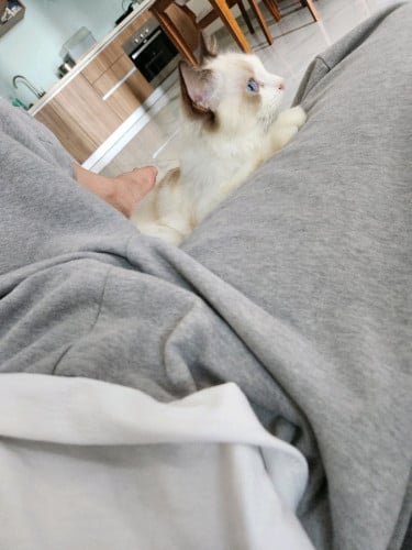 ๐ Blue-Eyed Ragdoll Looking for a Forever Home (No Pet Shops or Resellers)