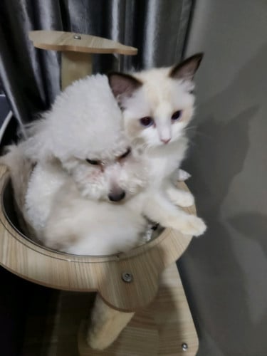 💙 Blue-Eyed Ragdoll Looking for a Forever Home (No Pet Shops or Resellers)