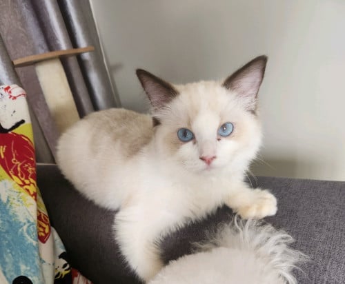 ๐ Blue-Eyed Ragdoll Looking for a Forever Home (No Pet Shops or Resellers)