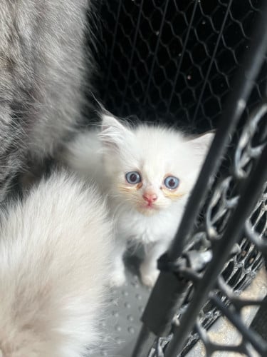Persian Kitten + Cage + 2 packs of Cat Food