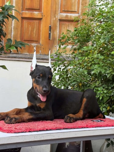 Doberman ( Need Pre Order 2 days )